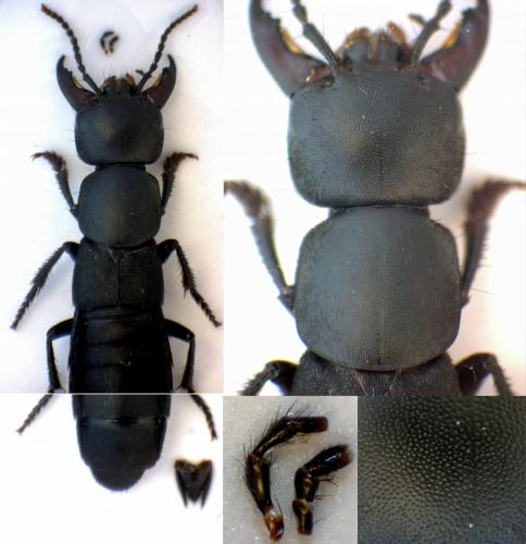 Réf. 284 678 : Ocypus solarii